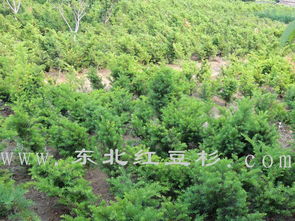 東北紅豆杉保定培育基地 優(yōu)質(zhì)苗木種植與經(jīng)營新標(biāo)桿