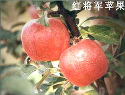 綠色健康，品質(zhì)之選——泰安市國(guó)富苗木種植經(jīng)銷合作社農(nóng)副產(chǎn)品展示