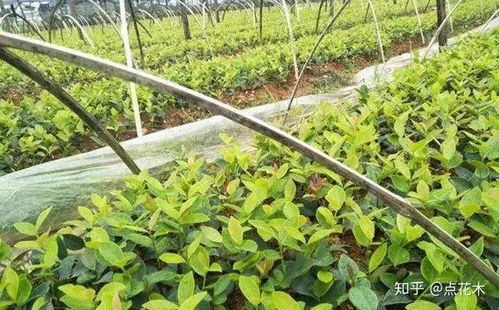苗木種植新風(fēng)口 果實(shí)經(jīng)濟(jì)與生態(tài)雙贏的經(jīng)營(yíng)之道